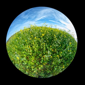Green field of rape with yellow flowers and blue sky with fish-eye distortion