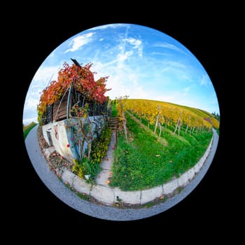 Hut in vineyard in autumn with blue sky with fish-eye distortion
