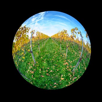 Vineyard with vines in yellow autumn colors with fish-eye distortion landscape