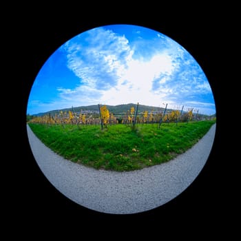 Road with meadow and vineyard in yellow autumn colors with fish-eye distortion effect