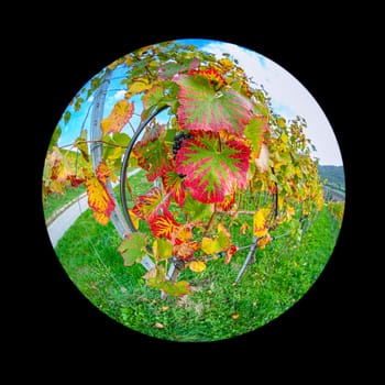 Vine leaves plant in red green yellow autumn colors close-up with fish-eye distortion
