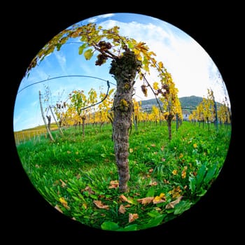Old vine plant with bark in vineyard with fish-eye distortion