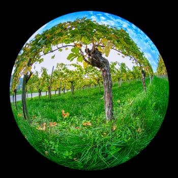 Old gnarled vine plant in vineyard in bow because fish-eye distortion