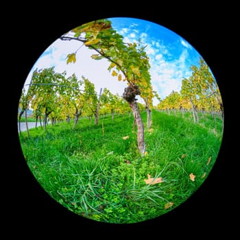 Vine plant with bark in vineyard with fish-eye distortion