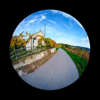 Road in vineyard with house between vines with fish-eye distortion landscape