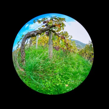 Vine plant in a bow because fish-eye distortion on green meadow