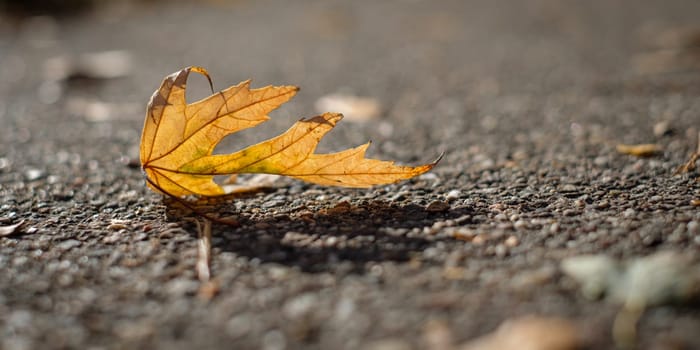 Bokek blurred orange maple leaf in autumn color