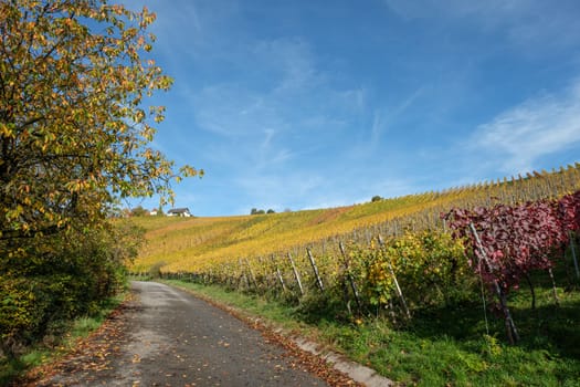 Road in vineyard in yellow autumn colors landscape