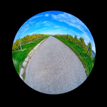 Huge road in vineyard and blue sky with fish-eye distortion