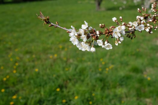 White flowers of an apple tree close-up with green meadow