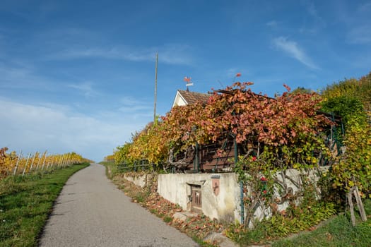 Red and yellow colored vines in at a hut in a vineyard with road