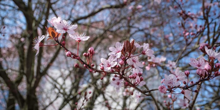 Purple-leaf plum (Prunus cerasifera) blossom in springtime flora