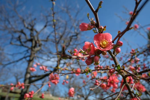 Red flower of Janaese qunice (Chaenomeles japonica) close-up in springtime
