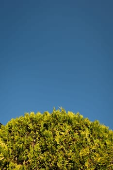Top of a green american arborvitae thuja tree with blue sky text space