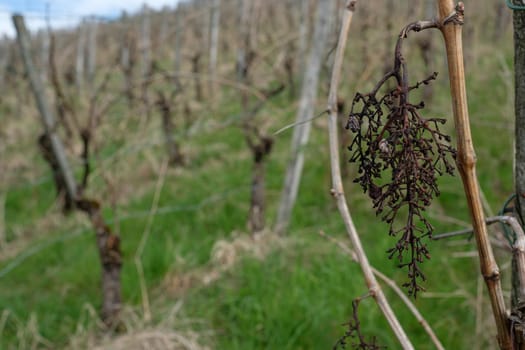 Dried grapes in a unkempt vineyard close-up Germany