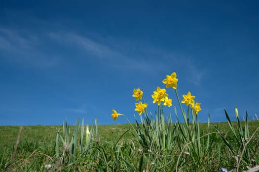 Yellow flower of daffodil (Narcissus pseudonacissus) on green meadow and blue skiy