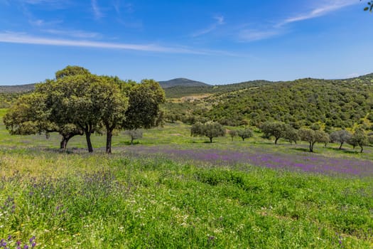 A field with wild plants and trees in a farm outside Granada, Andalucia, Spain