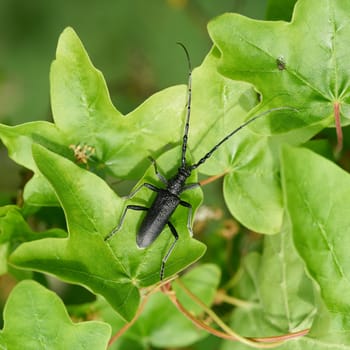 Longhorn beetle, Cerambyx scopolii, capricorn beetle, on the leaf of a field maple, Acer campestre in a park in spring