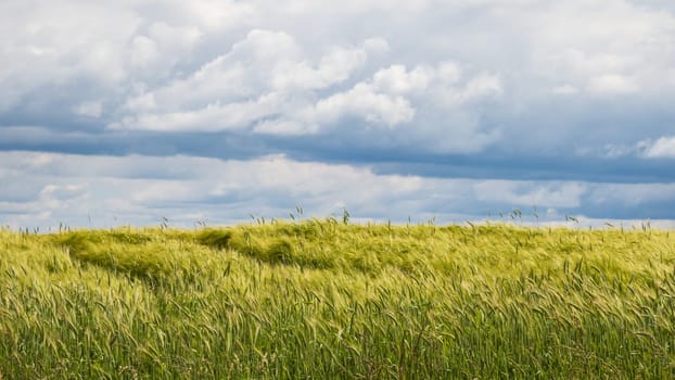 Beautiful wheat field in the spring in the Larzac, in France, photographed under magnificent clouds