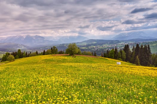 Flock of calves on blooming dandelion spring fields. Mountain ridge over blue sky in Zakopane, Poland. Beautiful warm day in spring Tatras. Mountains Landscape Panorama
