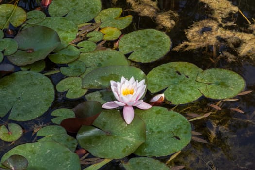 Pink waterlily or lotus flower blooming in dark pond near Bozouls in Aveyron