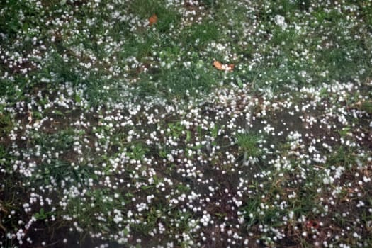 Fingernail-sized hailstones at a campsite in Manerba del Garda on Lake Garda  Travel Photography - Lake Garda / Lago di Garda / Italy / Italy / Italia