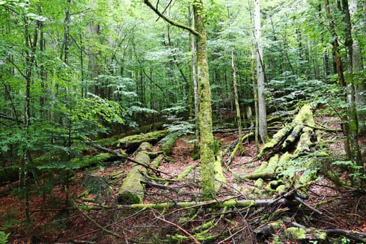 Fallen and mossy trees remain in the Bavarian Forest National Park