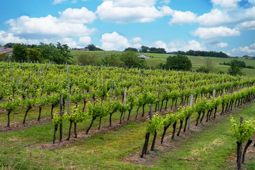 the vineyards and landscape in France