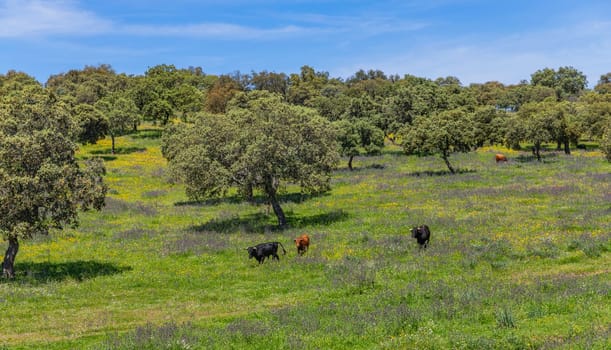black bulls in a bull farm (for bullfights) near Granada, Andalucia, Spain