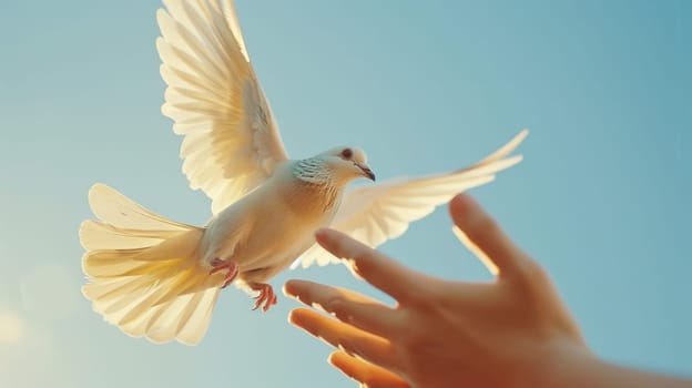 peace concept.Close-up of hands carefully releasing a pigeon against a clear blue sky.