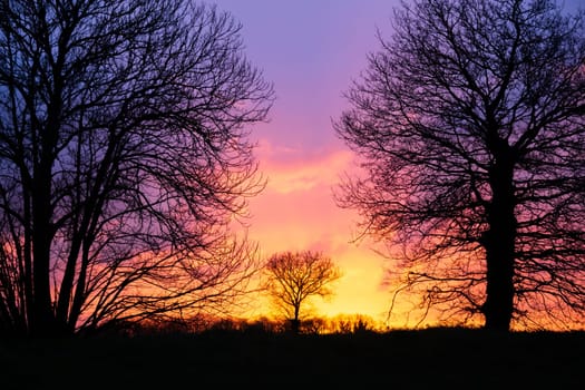 Silhouettes of trees in the field at sunset with stunning purple red sky in the Bretagne countryside
