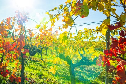 Autumnal harvested vineyard backlit with bright red foliage photographed against the blue sky near Avignon