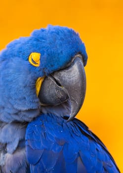 Big blue parrot, Hyacinth Macaw,  rare blue bird closing its eyes photographed over orange background