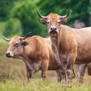 Two happy Aubrac cows photographed in France in a natural environment