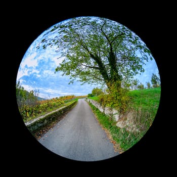 Road with vineyard and cherry tree in autumn scene landscape with fish-eye distortion