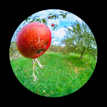 Ripe red apple fruit at an orchard with fish-eye distortion