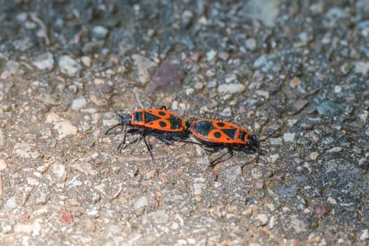 Couple of fire bug insect animal close-up