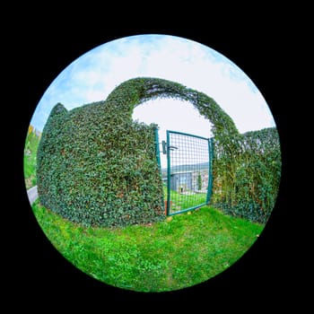 Trimmed green privet hedge with garden entrance gate with fish-eye distortion