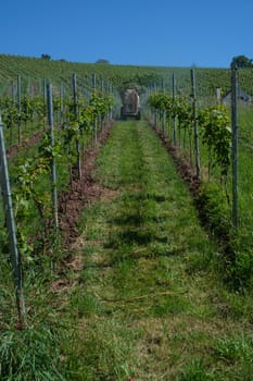 Tractor is spraying pesticide or isecticide in a green vineyard