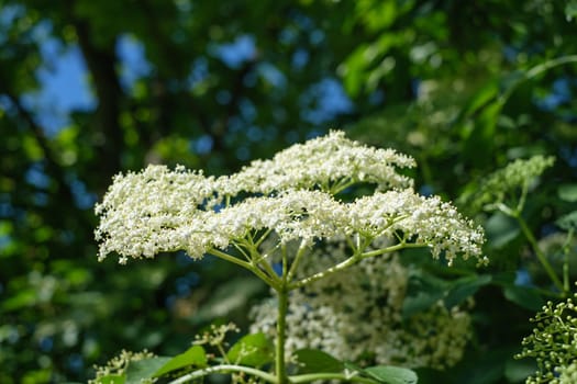 White flower of elder plant close-up