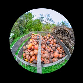 Group of rotting brown apples in autumn with fish-eye distortiion