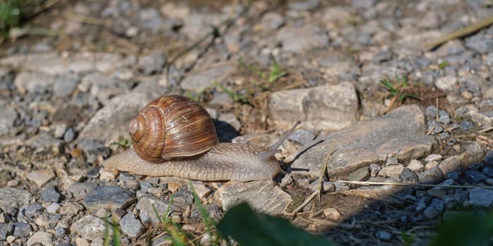 Burgundy Snail (Helix pomatia) in pebbles close-up