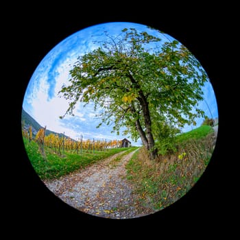 Cherry tree and vineyard with road in autumn landscape with fish-eye distortion