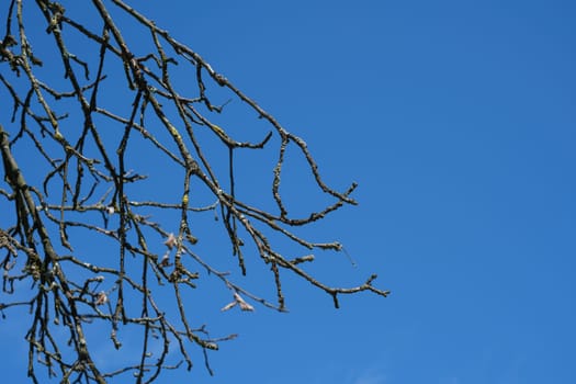 Twigs of an apple tree with lichen and blue sky
