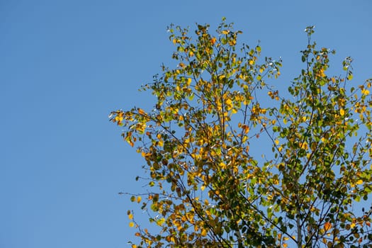 Birch tree twigs in yellow autumn colours with blue sky outdoor
