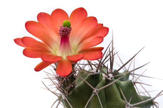 Red flower of a cactus (Echinocereus reichenbacii) close-up white isolated
