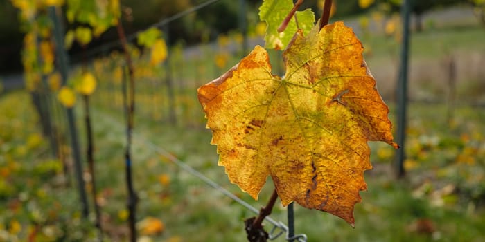 Orange vine leaf in back lit of autumn sun close-up