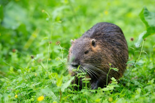 Nutria river rat, coypu herbivorous, semiaquatic rodent member of the family Myocastoridae on the meadow, baby animals, habitant wetlands