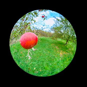 Red ripe apple at a fruit tree plant with fish-eye distortion