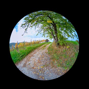 Road with cherry tree and yellow vine leaves in autumn landscape with fish-eye distortion